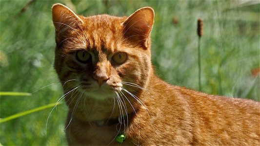 Henry 2.0 ist inzwischen Glöckchenträger