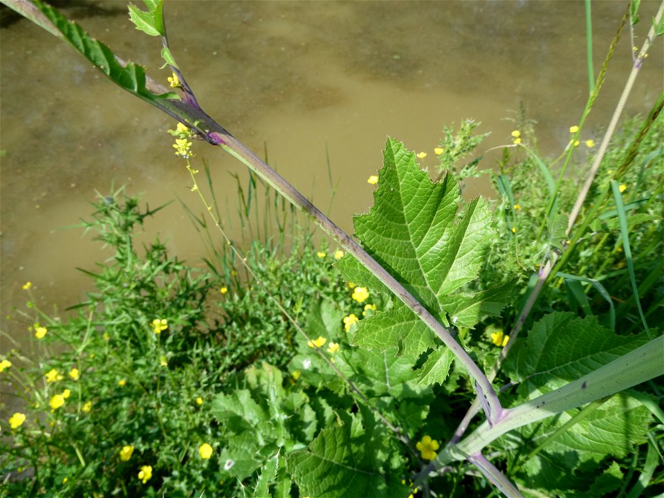 Brassica nigra (L.) W.D.J.Koch, 1833