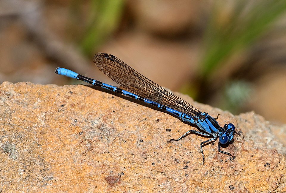 BLUET, NORTHERN or BOREAL (Enallagma annexum or boreale) (08-30-2022) 5000 ft, bear basin meadow, six rivers nat forest, del norte co, ca -01