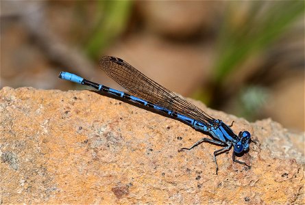 BLUET, NORTHERN or BOREAL (Enallagma annexum or boreale) (08-30-2022) 5000 ft, bear basin meadow, six rivers nat forest, del norte co, ca -01