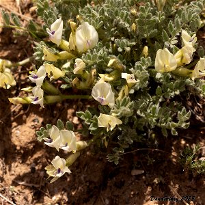 Woollypod Milkvetch