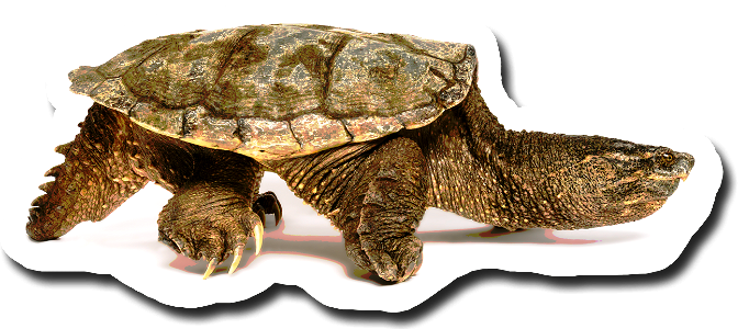 Common Snapping Turtle Decal photo