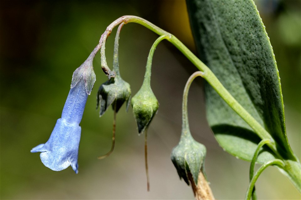 Mertensia arizonica var. leonardii