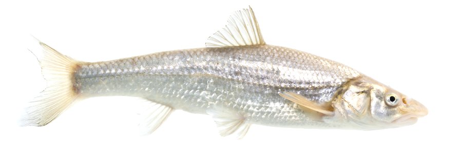 Flathead Chub (Platygobio gracilis)