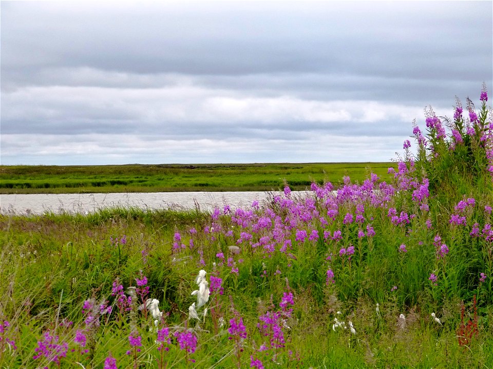 Fireweed, Old Chevak, Alaska