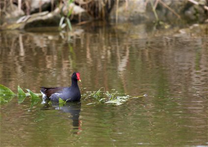 Common gallinule in a wetland photo