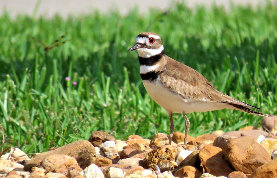 Killdeer photo