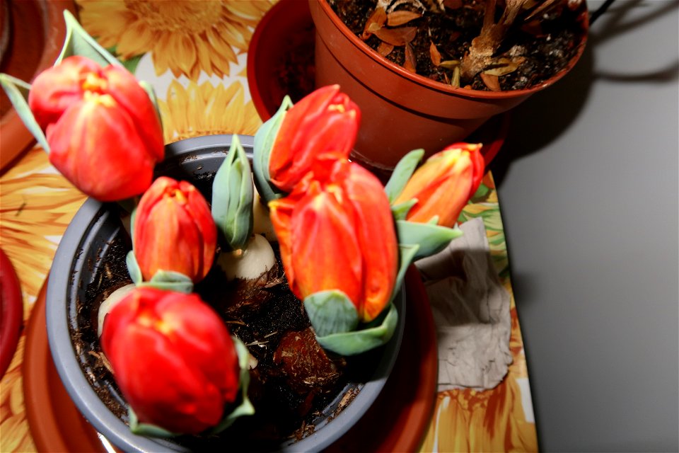 tulips_lalele-2023_0219_074642