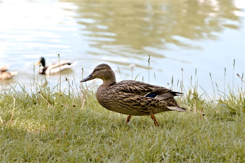 A duck, Chisinau Botanical Garden
