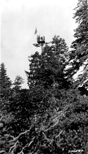 230597-lo-tree-butler-butte-umpqua-nf-or-july-1928jpg_49385656276_o