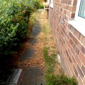 august2018_01 weeds photo