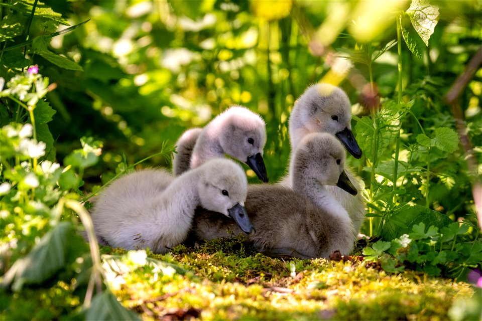 Swans at Sizergh (3 of 3)