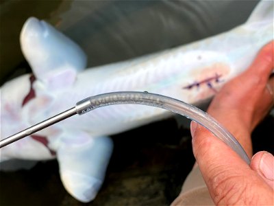 Egg sample of Pallid Sturgeon photo