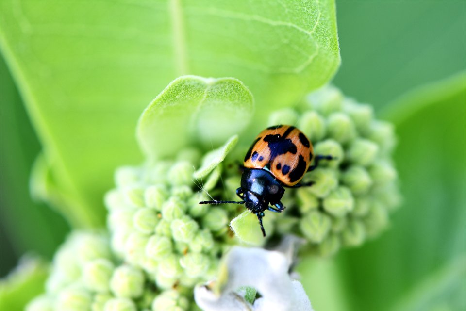 Swamp milkweed leaf beetle