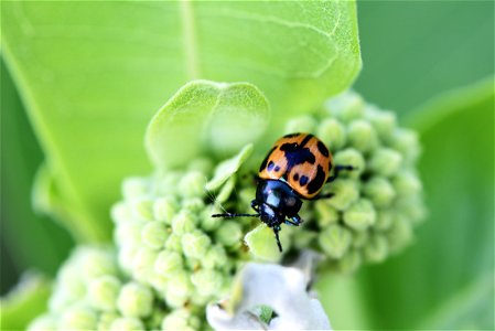 Swamp milkweed leaf beetle photo