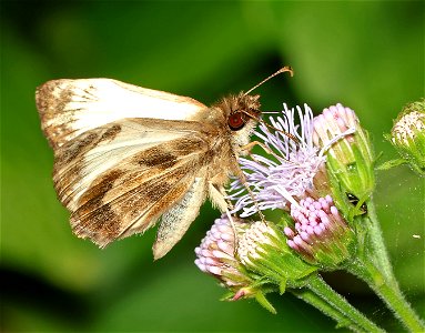WHITE-SKIPPER, TURK'S-CAP (Heliopetes macaira) (01-02-2023) national buttrtfly center, palmview, hidalgo co, tx -01