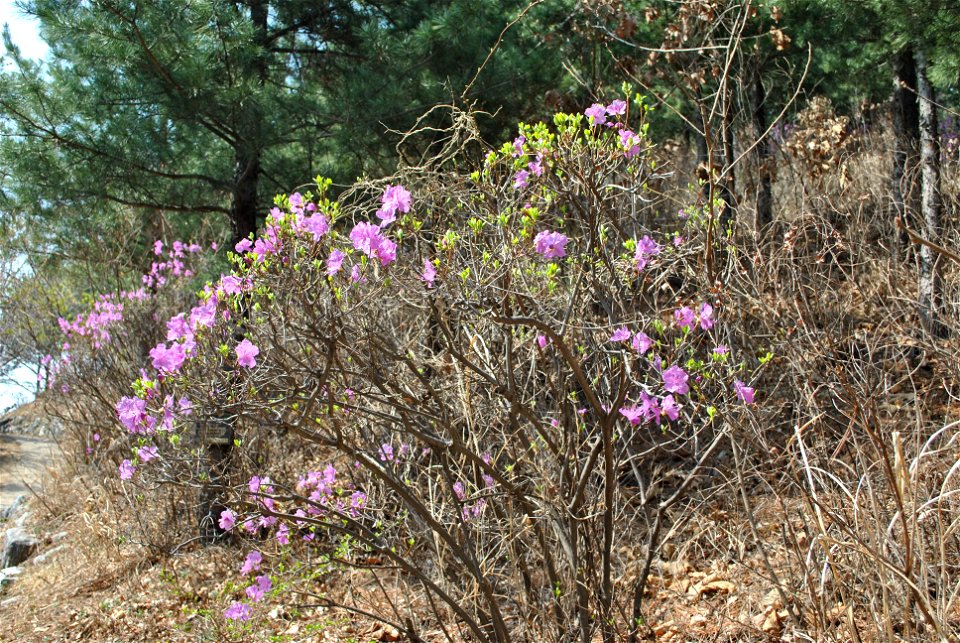 Younginsan Park Spring 2023