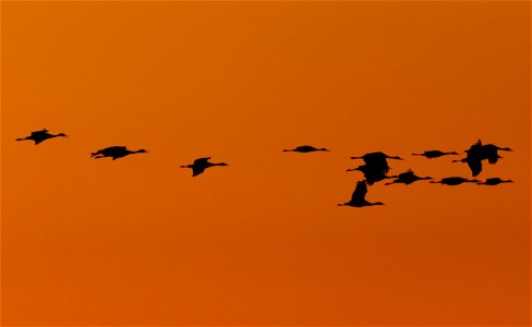 Sandhill Cranes at Sunset Huron Wetland Management District South Dakota