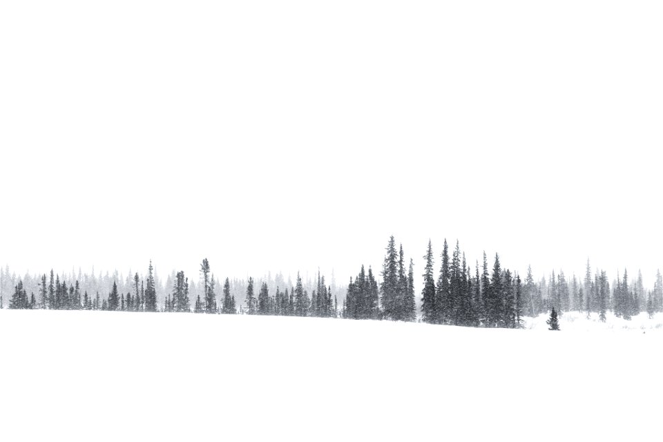 Spruce trees in the snow.