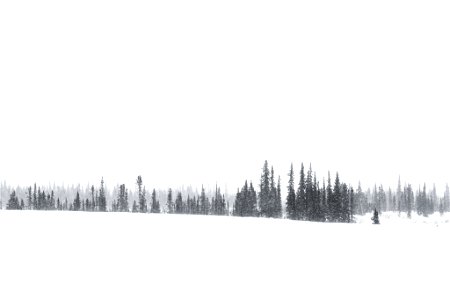 Spruce trees in the snow. photo