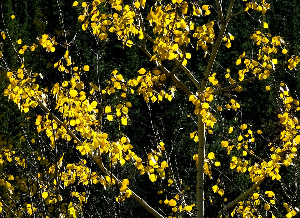 Aspens at Limekiln Trailhead, Judith Mountains
