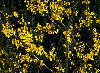 Aspens at Limekiln Trailhead, Judith Mountains photo