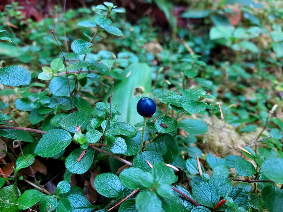 Queen's cup berry, Mt. Baker-Snoqualmie National Forest. Photo by Anne Vassar Aug. 10, 2021.