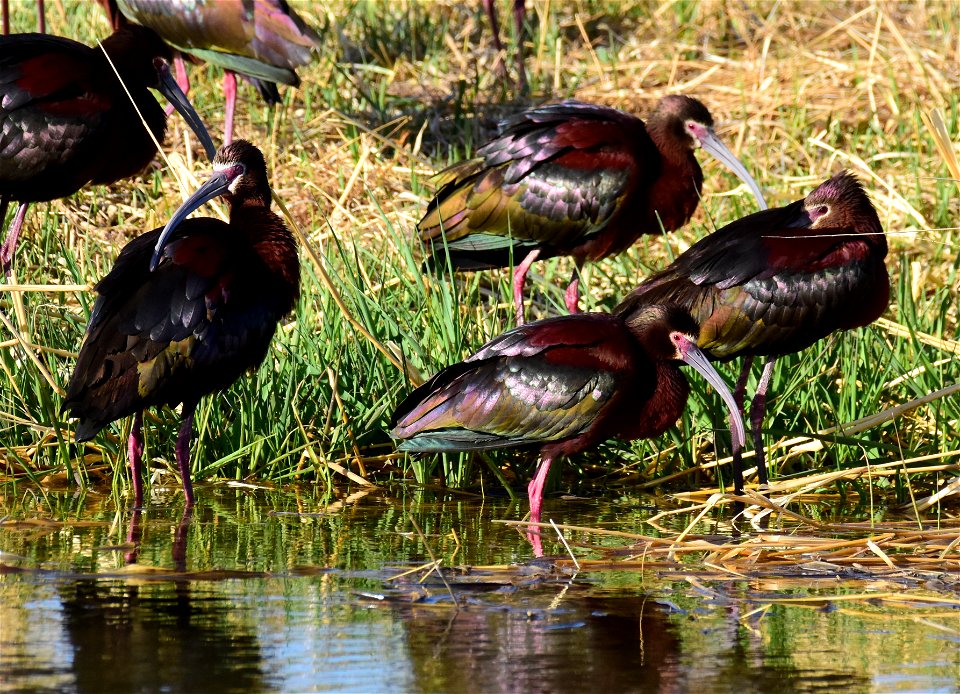 White-faced ibis at Seedskadee National Wildlife Refuge