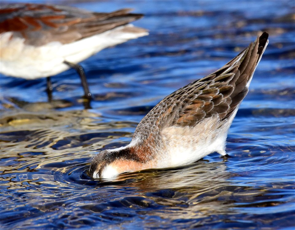 Wilson's phalarope at Seedskadee National Wildlife Refuge