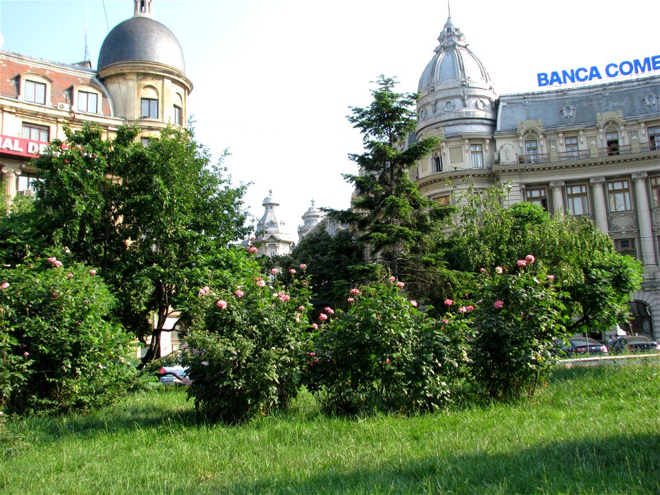 trandafUniv2009_0520_162328