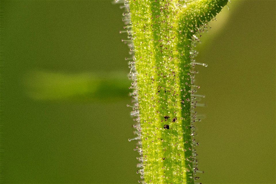 Scrophularia montana