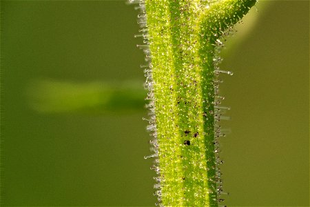 Scrophularia montana
