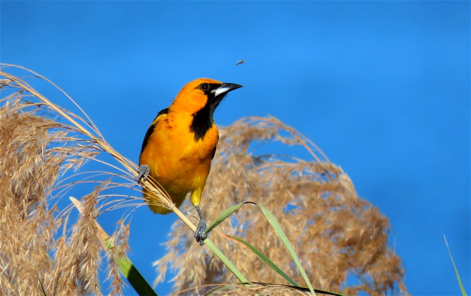 Spot-breasted Oriole