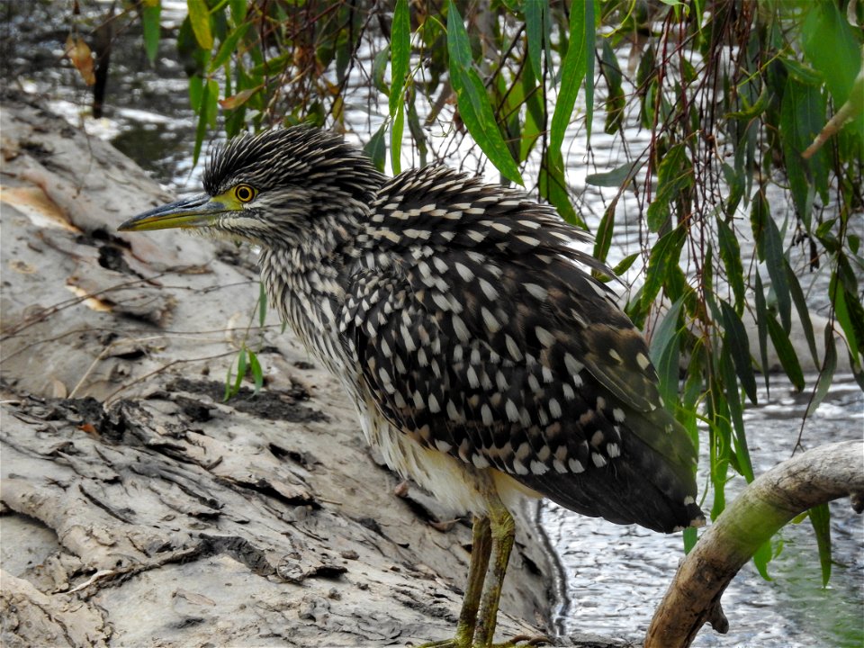 Young striated heron