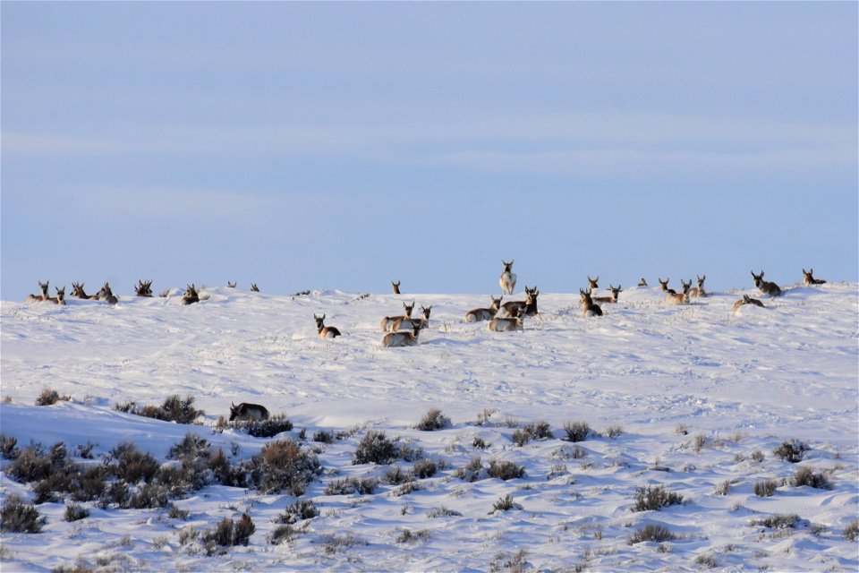 Pronghorn on Seedskadee National Wildlife Refuge