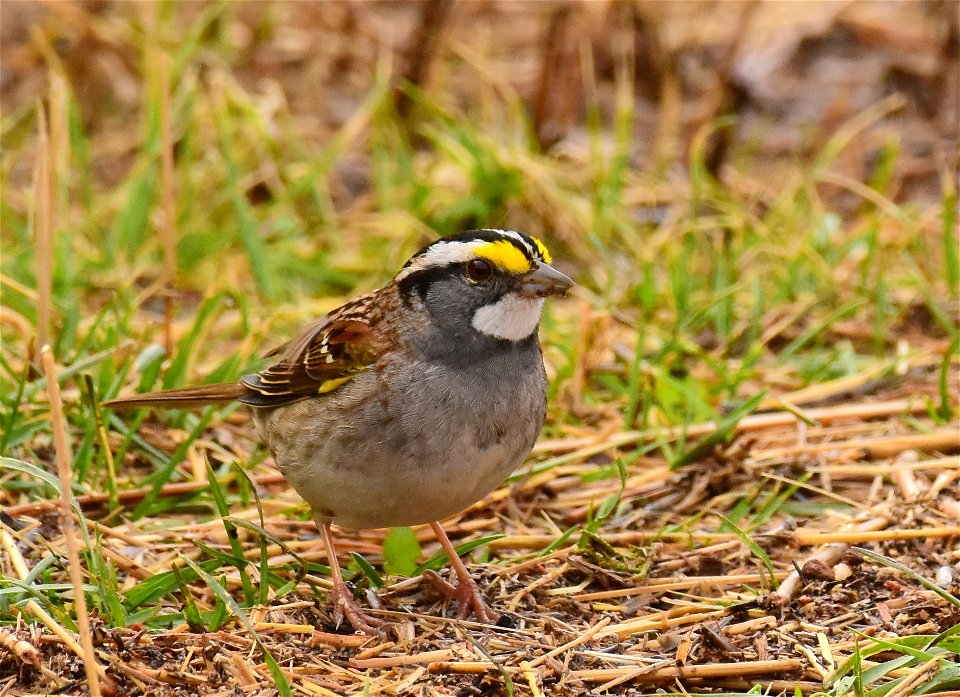 White-throated sparrow at Seedskadee National Wildlife Refuge
