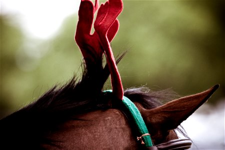 Christmas horse photo