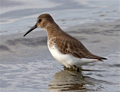 324 - DUNLIN (11-02-2021) towala dunes, del norte co, ca -04