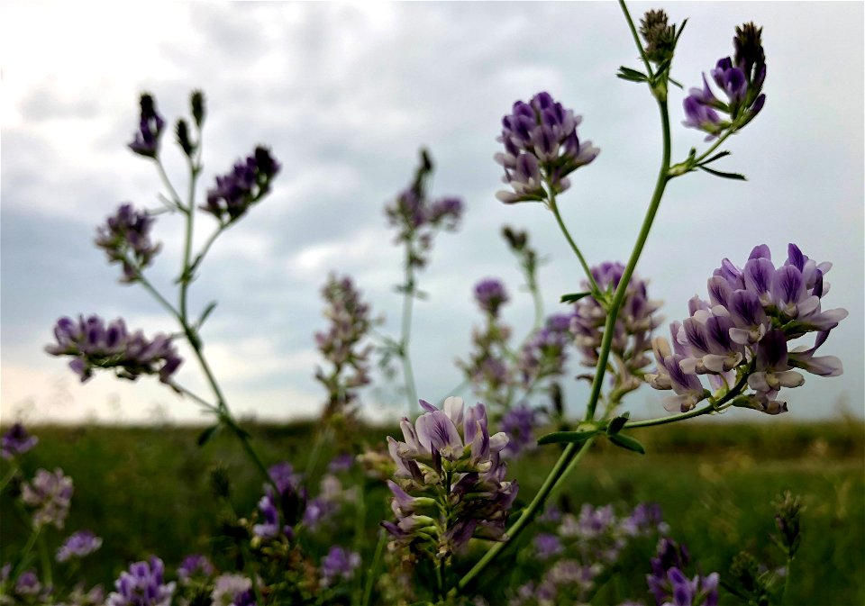 Clover to Storm Clouds
