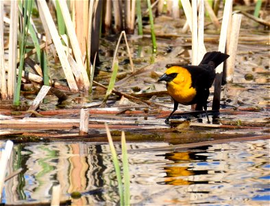 Yellow headed blackbird at Seedskadee National Wildlife Refuge