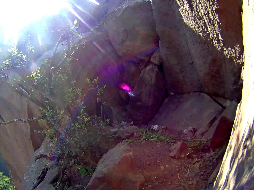 California condor #513 seen via nest camera.
