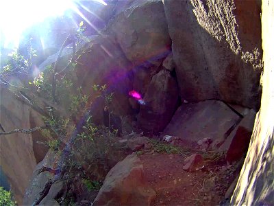 California condor #513 seen via nest camera. photo