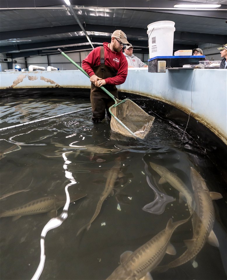Working with Pallid Sturgeon