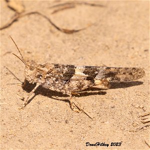 Pallid-winged Grasshopper photo