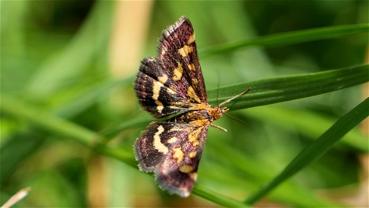 Pyrausta purpuralis (Purpurroter Zünsler)