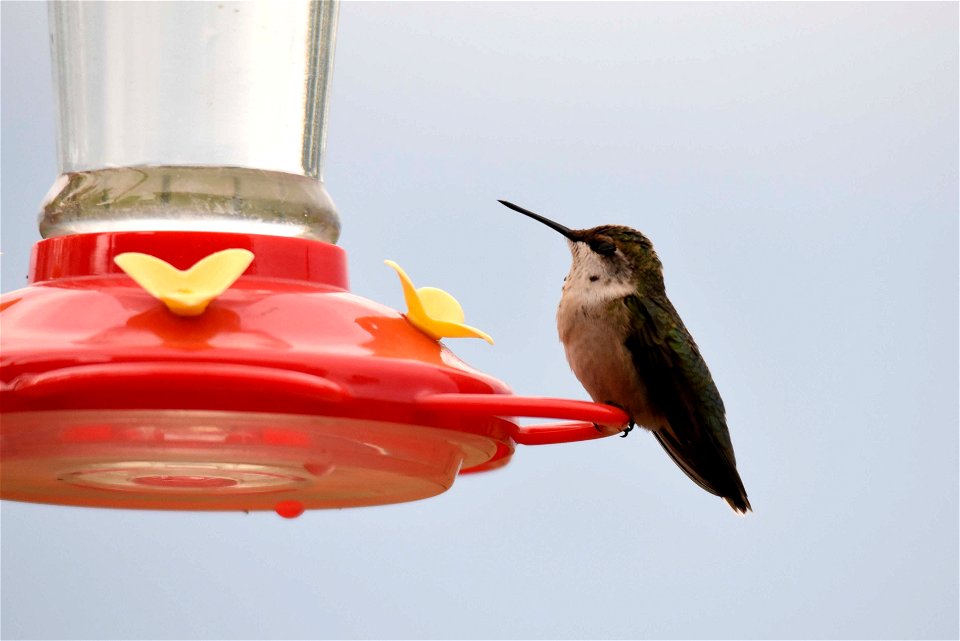 Ruby-throated hummingbird