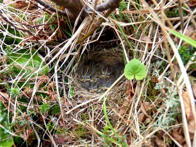 Savannah Sparrow nestlings photo