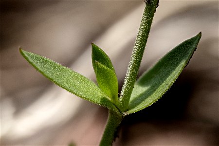 Arenaria saxosa var. saxosa