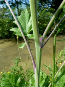 Brassica nigra (L.) W.D.J.Koch, 1833