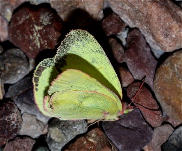 SULPHUR, PINK-EDGED (Colias interior) (07-08-2022) 5200 ft, rogers pass, helena nat forest, lewis and clark co, mt -04